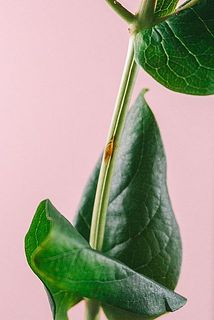 一部、茎や葉が茶色く変色している場合がございます。