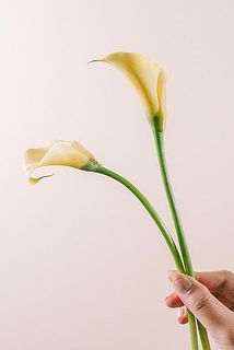 形や大きさには個体差がございます。