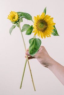 花の大きさには個体差がございます。