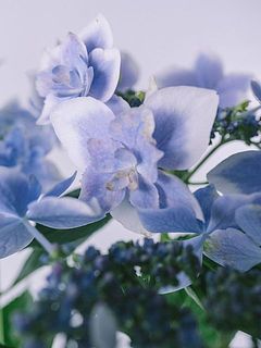 一部、花びらが茶色く変色している場合がございます。