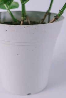 鉢が汚れている場合がございます。気になる方は優しく拭き取ってください。