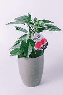 品種はおまかせになります。