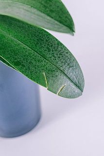 一部、葉に傷がある場合がございます。