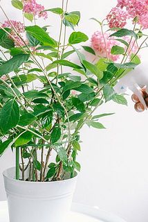 葉や枝・茎に直接吹きかけられます。