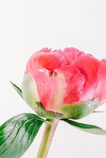 特性として、芍薬の外弁に傷がある場合がございます。