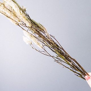 染めのケイトウの茎は茶色く変色していますが品質に問題はありません。ドライの状態になっております。