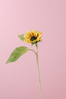 ヒマワリの大きさには個体差がございます。