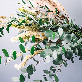 ユーカリの新芽(上の方の葉)は黒く変色しやすいです。