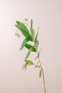 花付き、枝ぶりには個体差がございます。