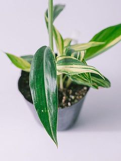 葉の模様は個体差があります。