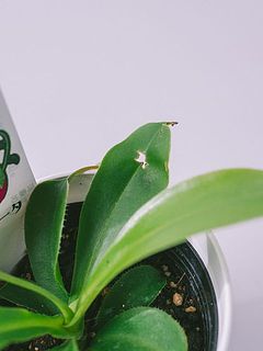 葉には一部穴や傷がある場合も。