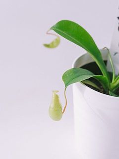小さめの捕食器がかわいい。