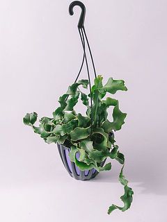 葉の付きには個体差があります。