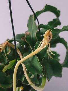 咲き終わった花が残っている場合も。