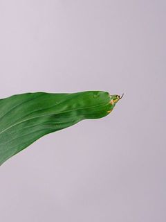 葉に一部傷や変色があることも。ご了承ください。