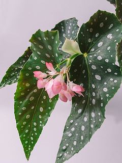 かわいい花を咲かせます。