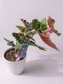 茎がしなやかなため、やや傾いていることが多いです。生育には問題ありません。