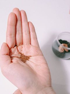 種はとても小さいです