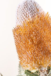 バンクシアは輸入品のため、一部の毛に変色が見られます。ご了承ください。