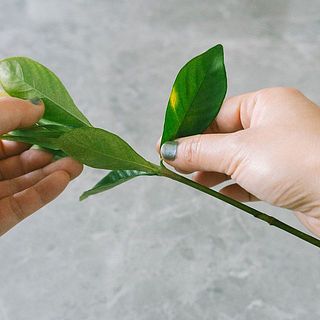 下葉は変色しやすいのである程度取り除きましょう。