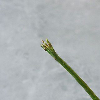 水を吸うのが苦手なのでしっかり枝には割りを入れましょう。