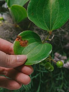 歯の一部が茶色い場合がございます