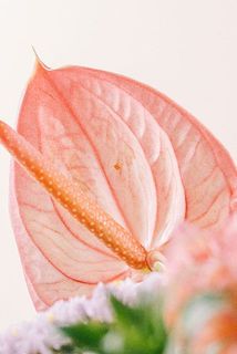 一部、アンスリウムの葉に傷がある場合がございます。
