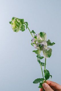 色味やサイズには個体差がございます