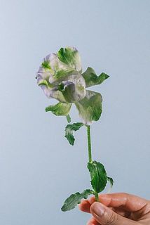 ほんのりブルー