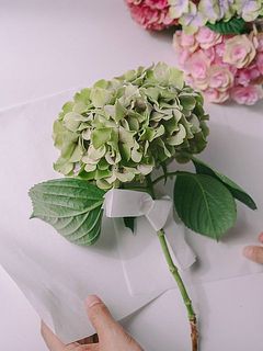 ２枚の紙で紫陽花を包みます。