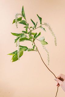 枝ぶりや花のつきには個体差があります。