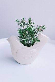 幸福を運んでくれそうな白い鳥🕊️