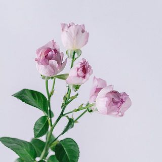 花付きには個体差があります