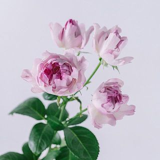 花付きには個体差があります