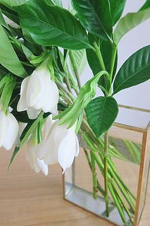 開花するとうつむいて咲きます。