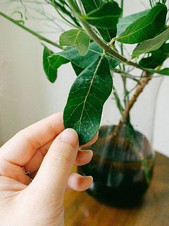 葉っぱに白い斑点がある個体もあります。その場合葉を外して飾ってください