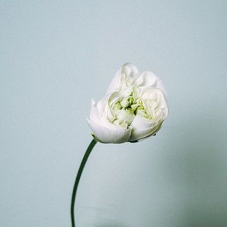 ラナンキュラス