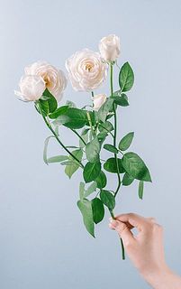 花付き、咲き具合には個体差がございます。