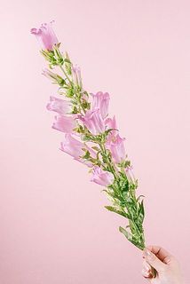 開花具合には個体差があります。