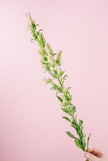 花付きには個体差があります。