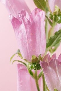 一部、開花している花に傷がある場合がございます。