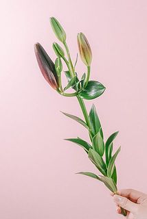 咲き具合には個体差がございます。