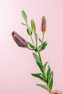 咲き具合には個体差がございます。