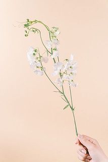 枝ぶりには個体差がございます。