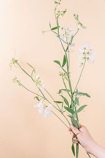 枝ぶりには個体差がございます。