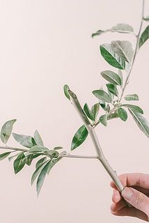 グリーンは切り分けてお届けするため、切り口が見えていることがございます。