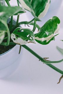 一部、葉が茶色く変色している場合がございます。