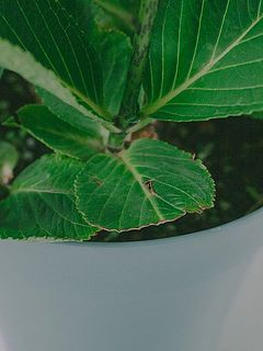 一部、葉が傷ついていたり茶色や黄色に変色している場合がございます。