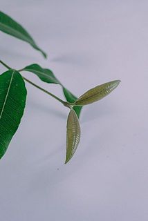 新芽は少しブラウン色です。