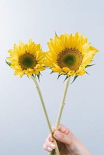 向日葵の大きさには個体差があります。